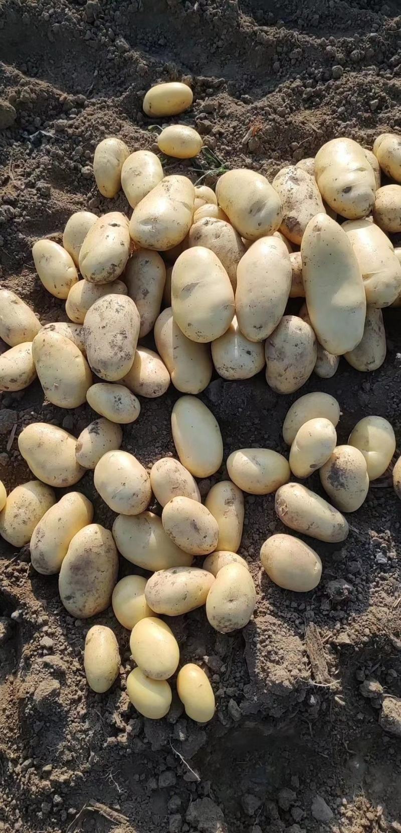 滕州2024年新土豆大量现货供应，黄皮黄心质量好颜色漂亮