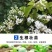 氨基酸水溶肥强力生根壮秧膨果