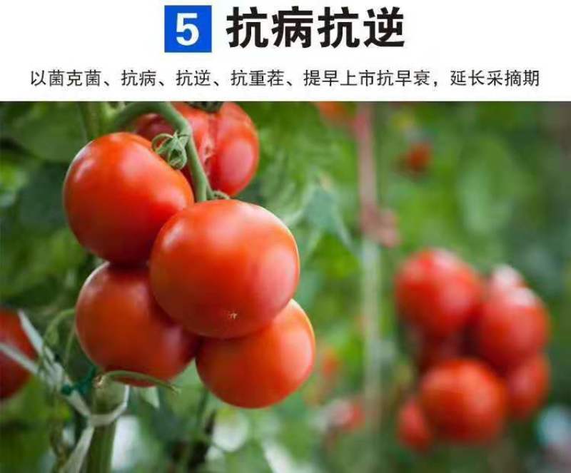 氨基酸水溶肥强力生根壮秧膨果