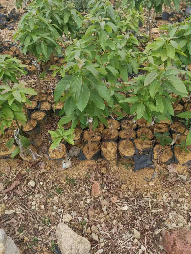 牛油果苗/新品种越南4号嫁接苗