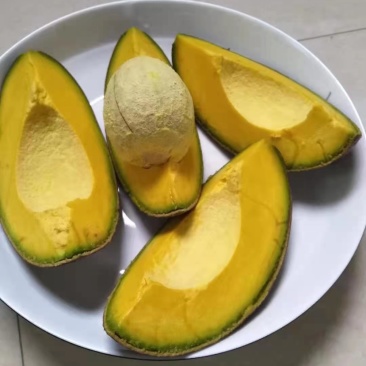 牛油果苗/新品种越南4号嫁接苗