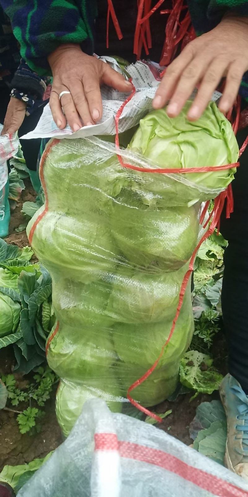 甘蓝基地现货可对接各大商超市场加工厂各类平台
