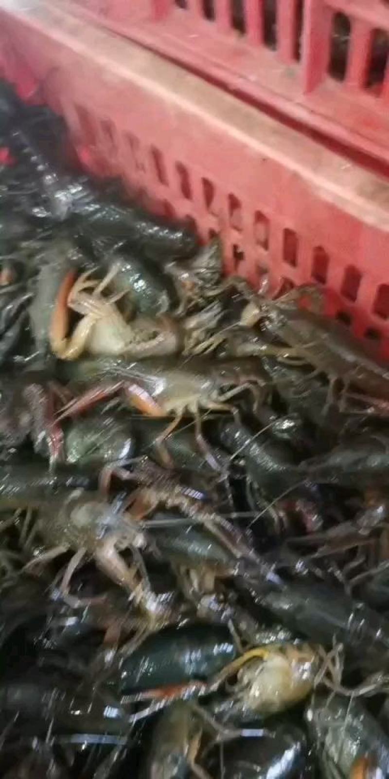潜江小龙虾，小青，中青，大青，养殖基地一手货源