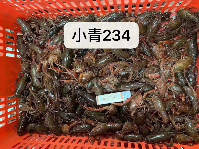 潜江小龙虾，小青，中青，大青，养殖基地一手货源