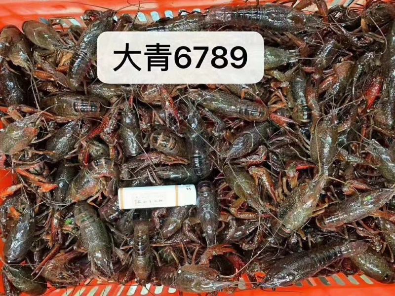 潜江小龙虾，小青，中青，大青，养殖基地一手货源