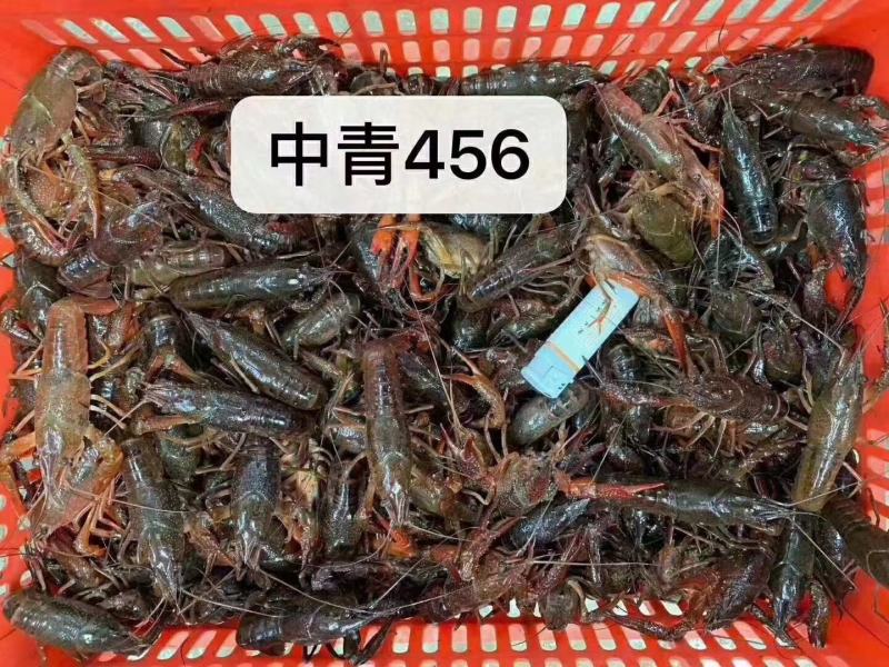 潜江小龙虾，小青，中青，大青，养殖基地一手货源