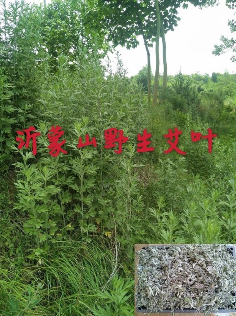 山东沂蒙山野生艾叶自然晾干