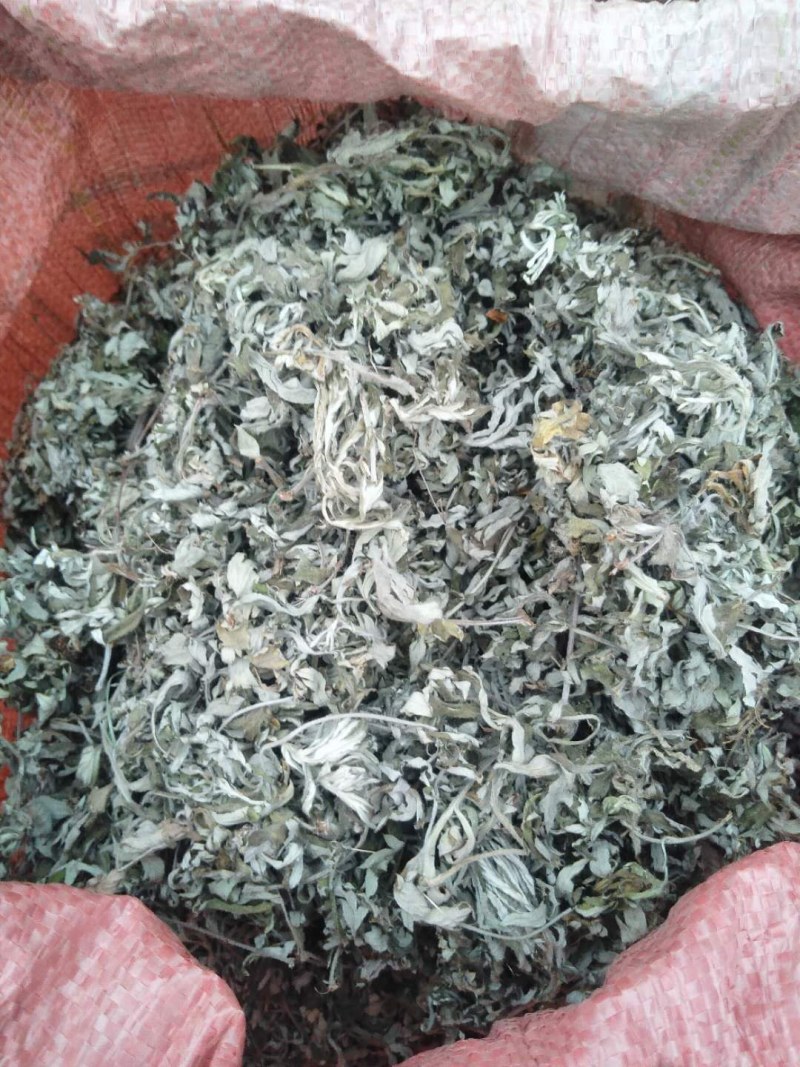 山东沂蒙山野生艾叶自然晾干
