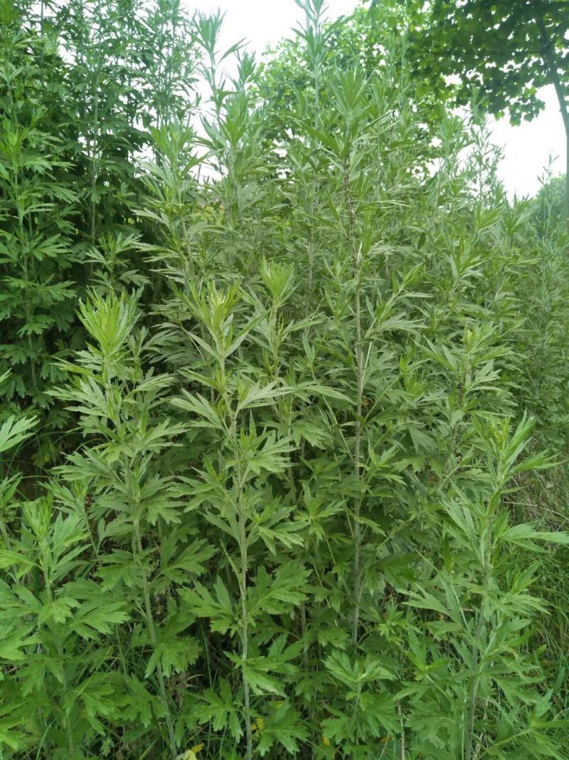 山东沂蒙山野生艾叶自然晾干
