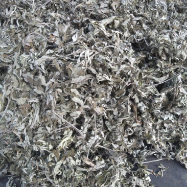 山东沂蒙山野生艾叶自然晾干