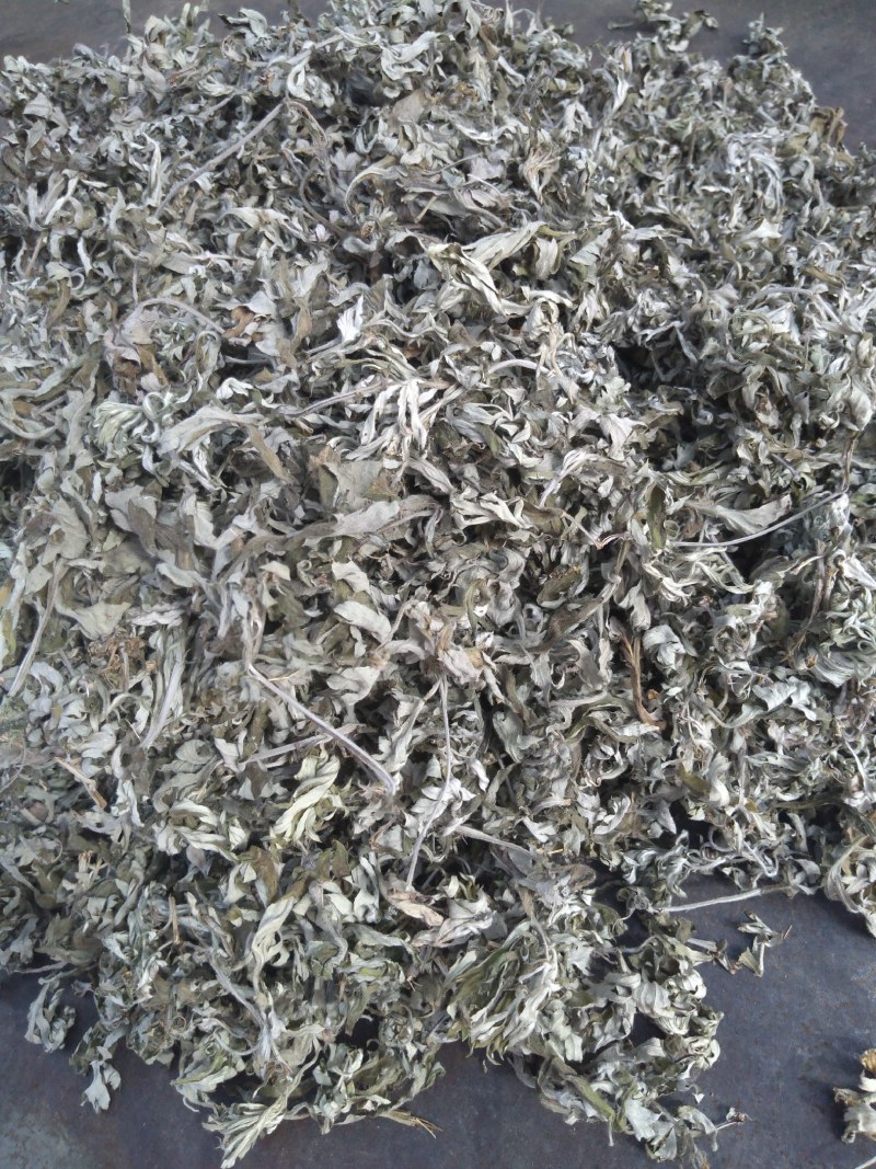 山东沂蒙山野生艾叶自然晾干