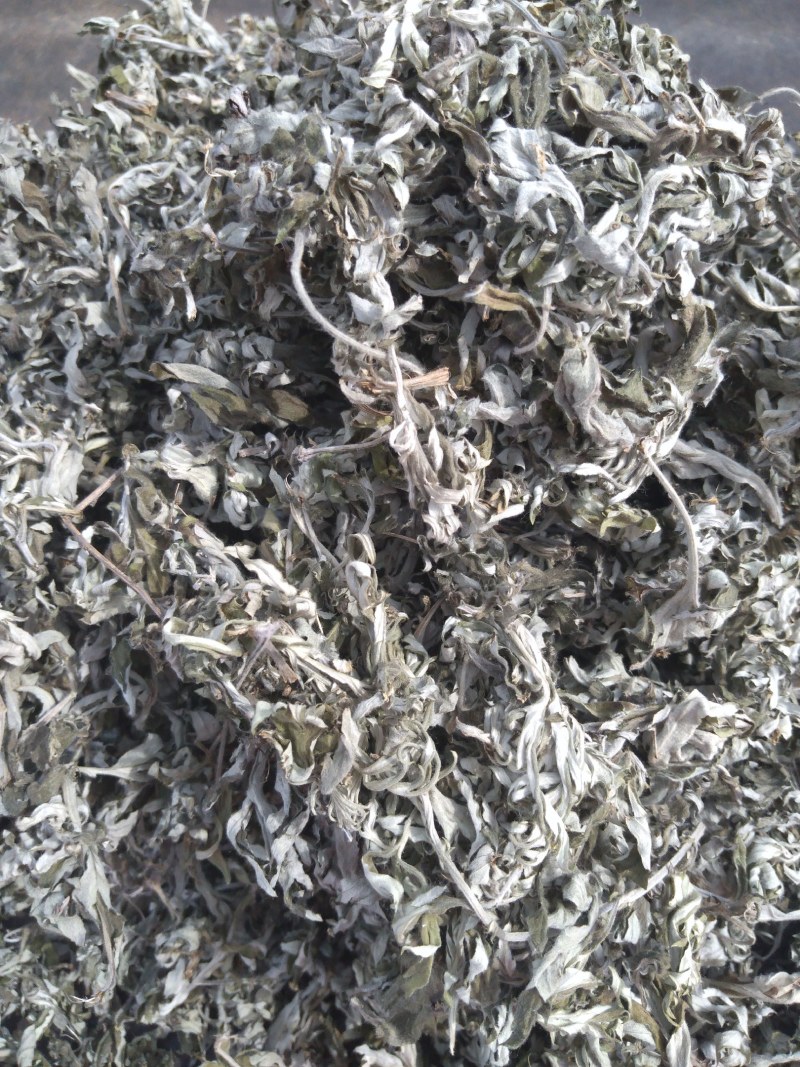 山东沂蒙山野生艾叶自然晾干