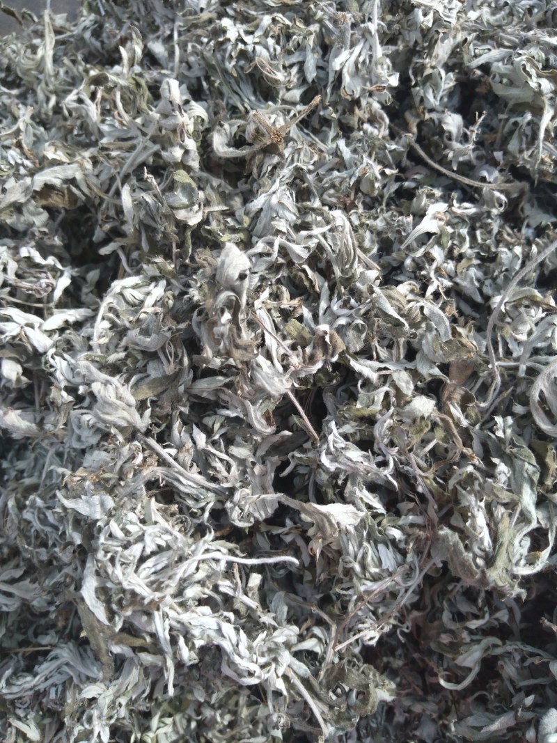 山东沂蒙山野生艾叶自然晾干
