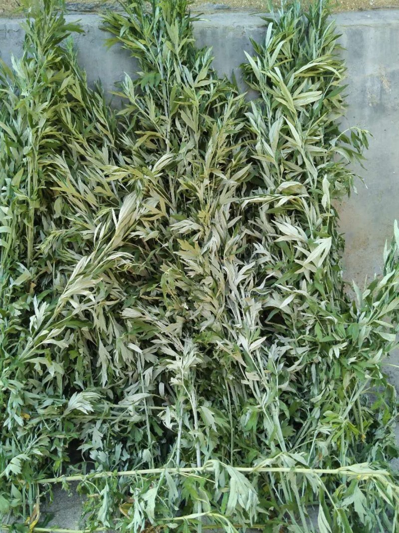 山东沂蒙山野生艾叶自然晾干