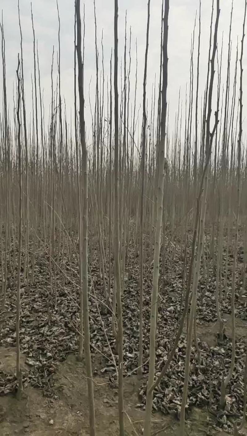 杜仲苗杜仲直杆杜仲组培杜仲苗1～3公分杜仲