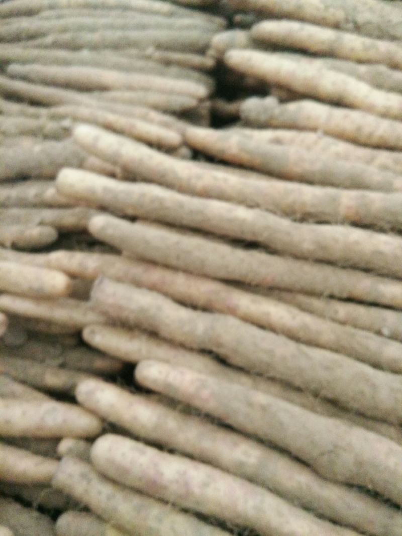 小白嘴山药诚信为本，质量为首