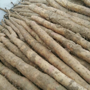 小白嘴山药诚信为本，质量为首