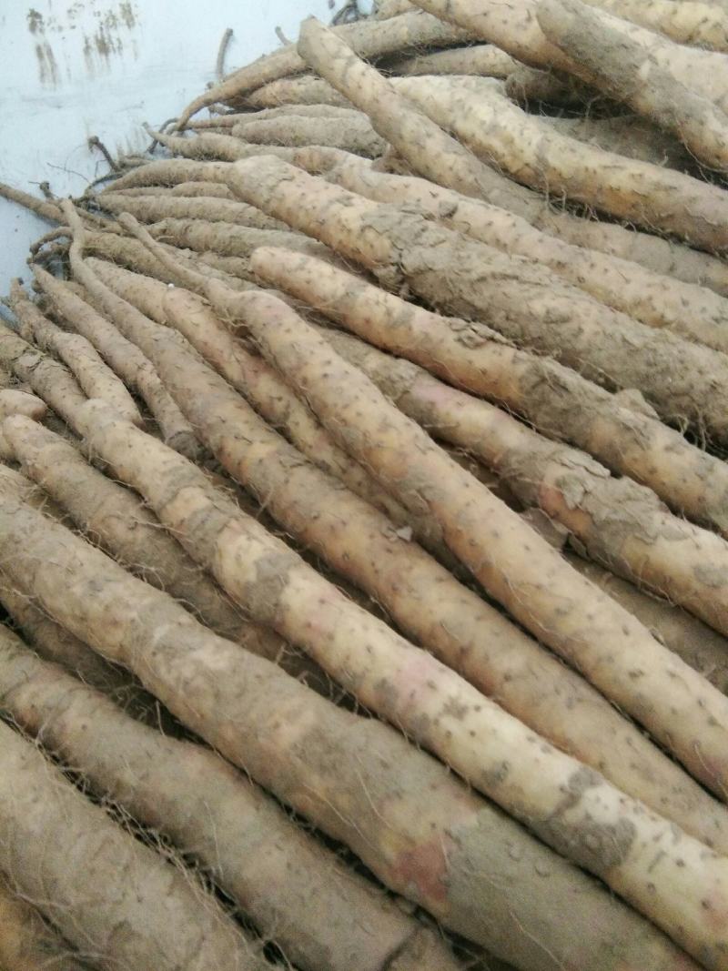 小白嘴山药诚信为本，质量为首