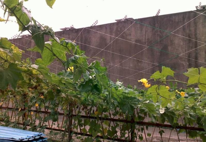 【爬藤网加粗线】黄瓜苦瓜丝瓜专用网种植网攀爬网农业用网