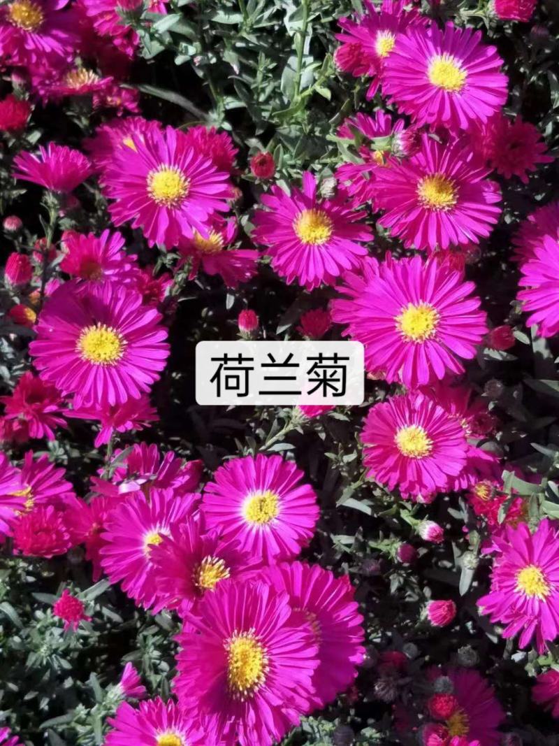 荷兰菊，宿根花卉，苗圃货源充足，移栽成活率高
