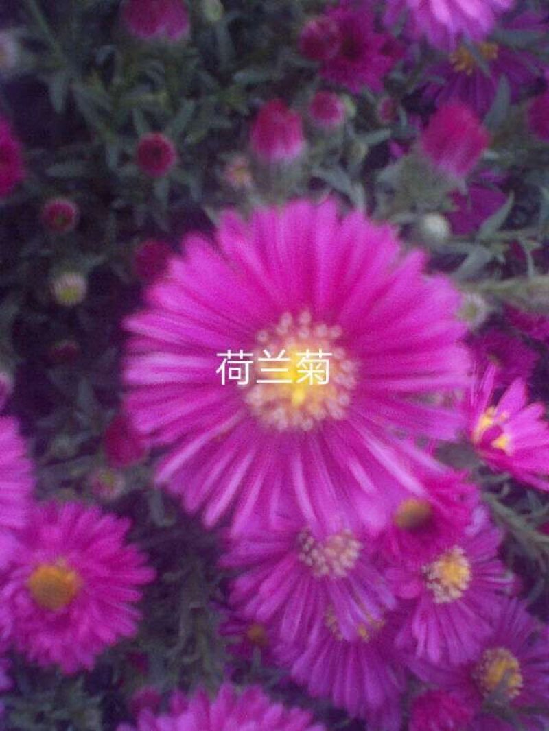 荷兰菊，宿根花卉，苗圃货源充足，移栽成活率高