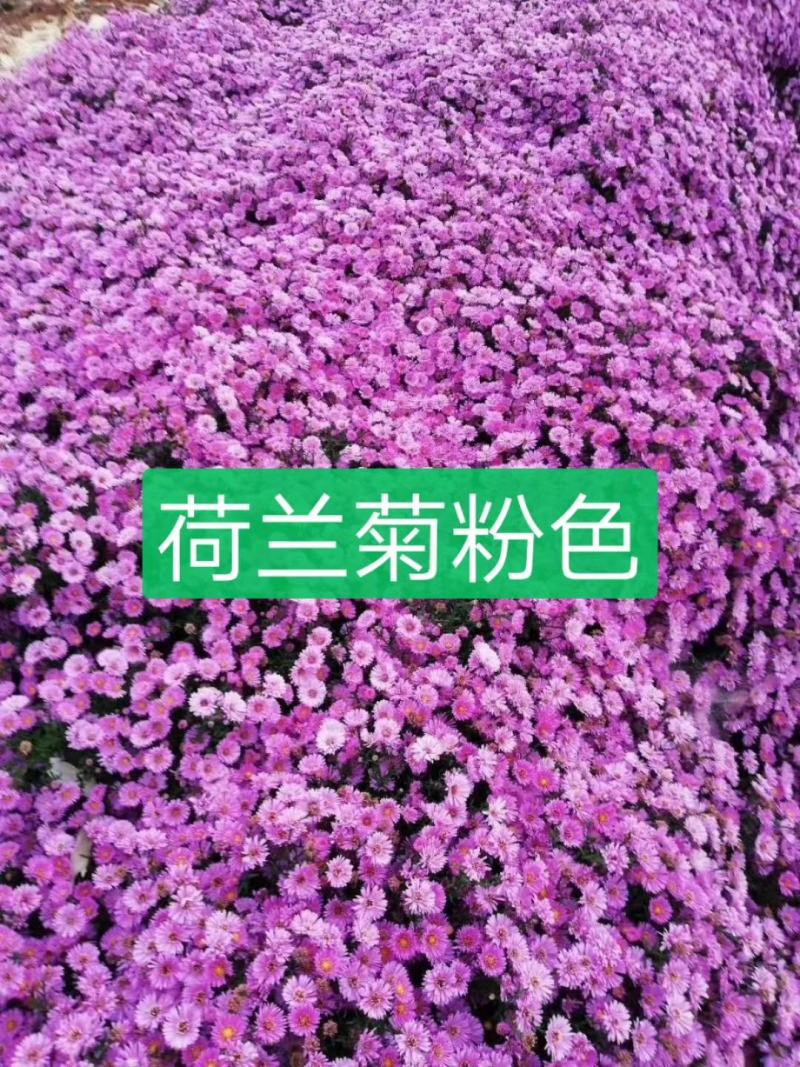 荷兰菊，宿根花卉，苗圃货源充足，移栽成活率高