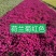 荷兰菊，宿根花卉，苗圃货源充足，移栽成活率高