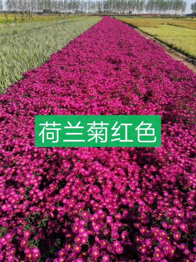 荷兰菊，宿根花卉，苗圃货源充足，移栽成活率高