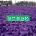 荷兰菊，宿根花卉，苗圃货源充足，移栽成活率高