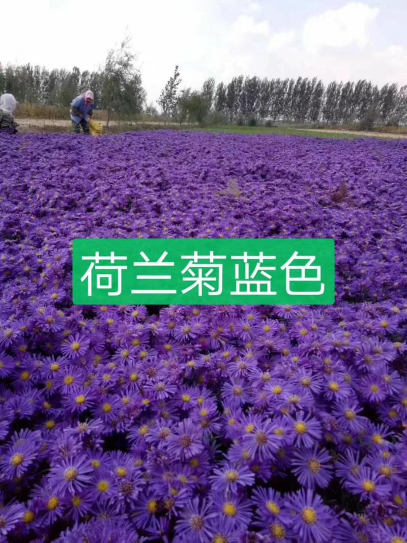 荷兰菊，宿根花卉，苗圃货源充足，移栽成活率高