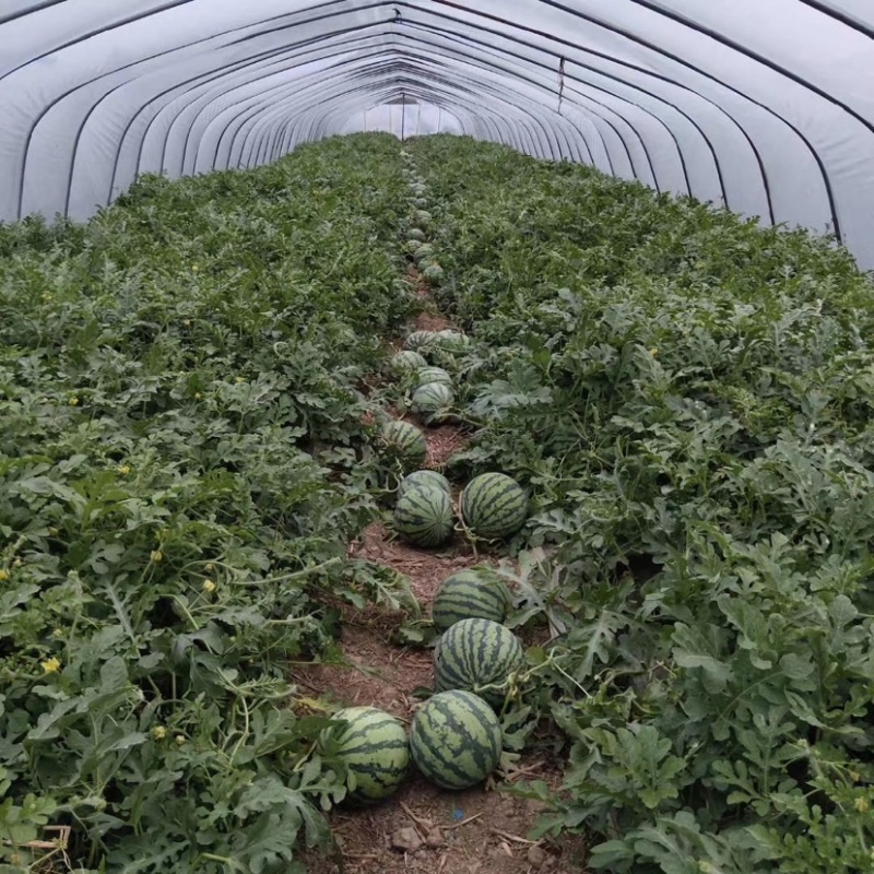 自产自销头批8424大棚西瓜大批量上市，水分充足口感超好