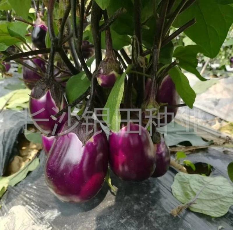 千红早茄高产优质种子信农田源种业