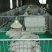 镀锌母猪产床分娩床产保一体定位栏限位栏保育栏