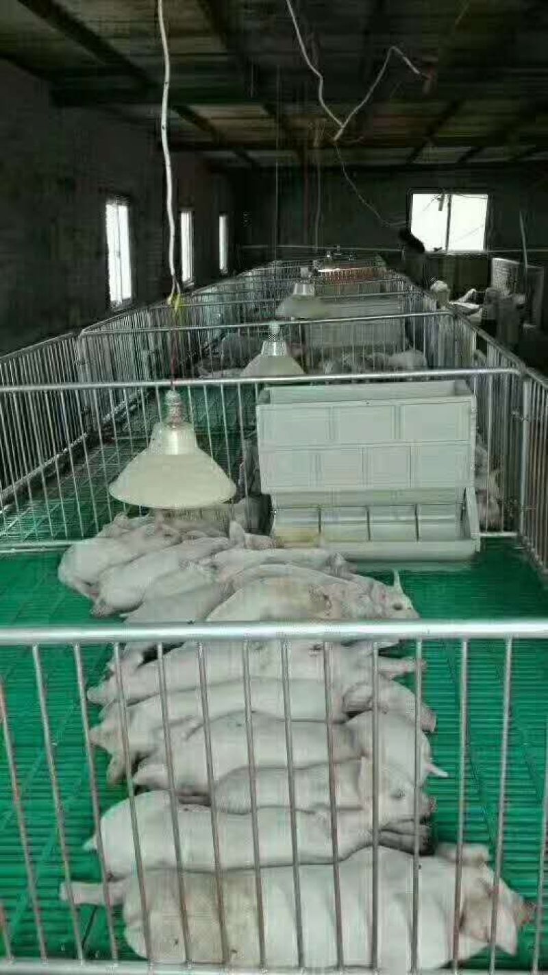 镀锌母猪产床分娩床产保一体定位栏限位栏保育栏