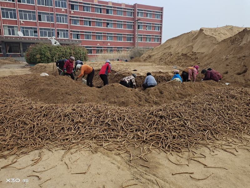 辣根优质辣根种苗种苗