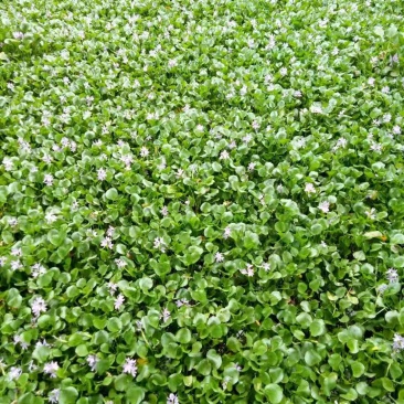 多年生水生植物一水葫芦
