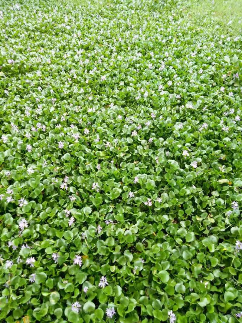 多年生水生植物一水葫芦