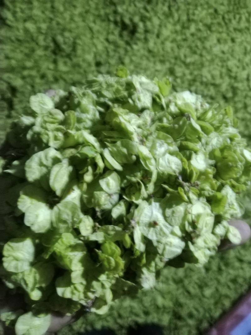榆钱，野菜，特菜，量大从优，产地直供欢迎来电咨询