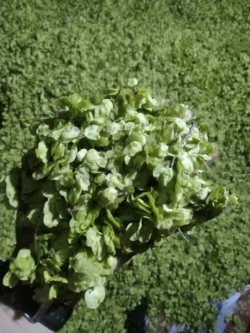 榆钱，野菜，特菜，量大从优，产地直供欢迎来电咨询