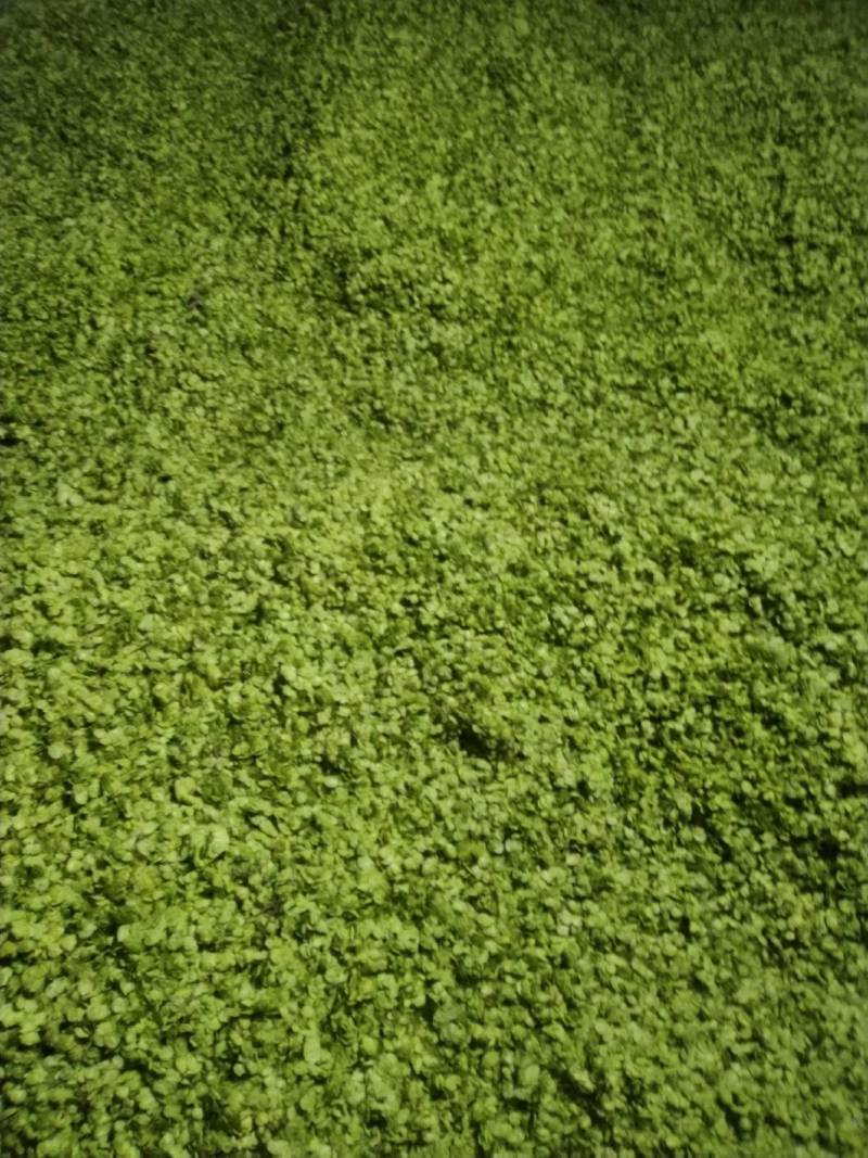 榆钱，野菜，特菜，量大从优，产地直供欢迎来电咨询