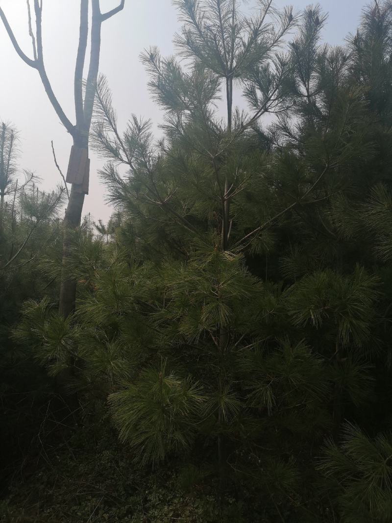 华山松4米大田一万棵