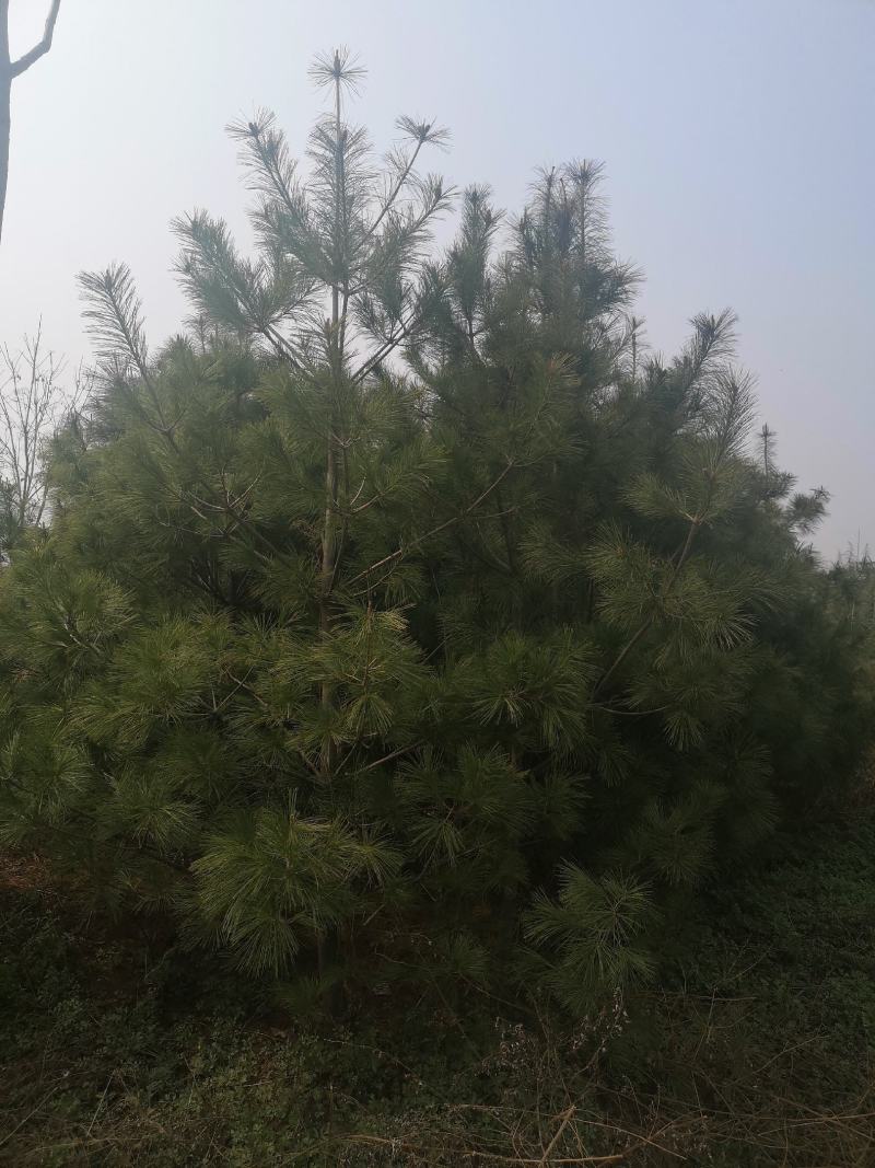 华山松4米大田一万棵
