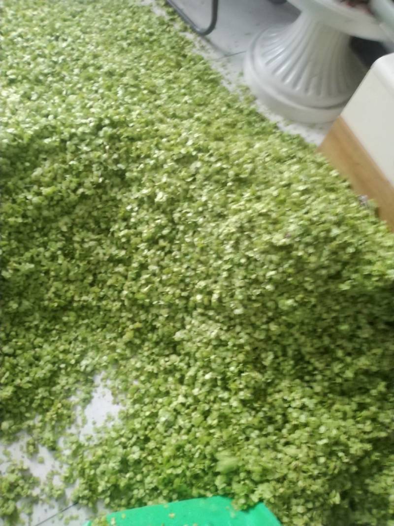 榆钱，野菜，特菜，产地直供，量大从优！五十斤起批