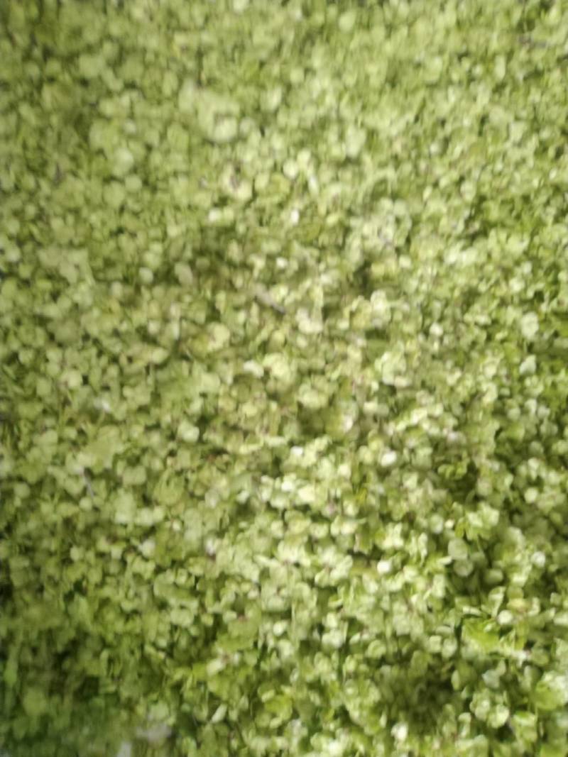 榆钱，野菜，特菜，产地直供，量大从优！五十斤起批