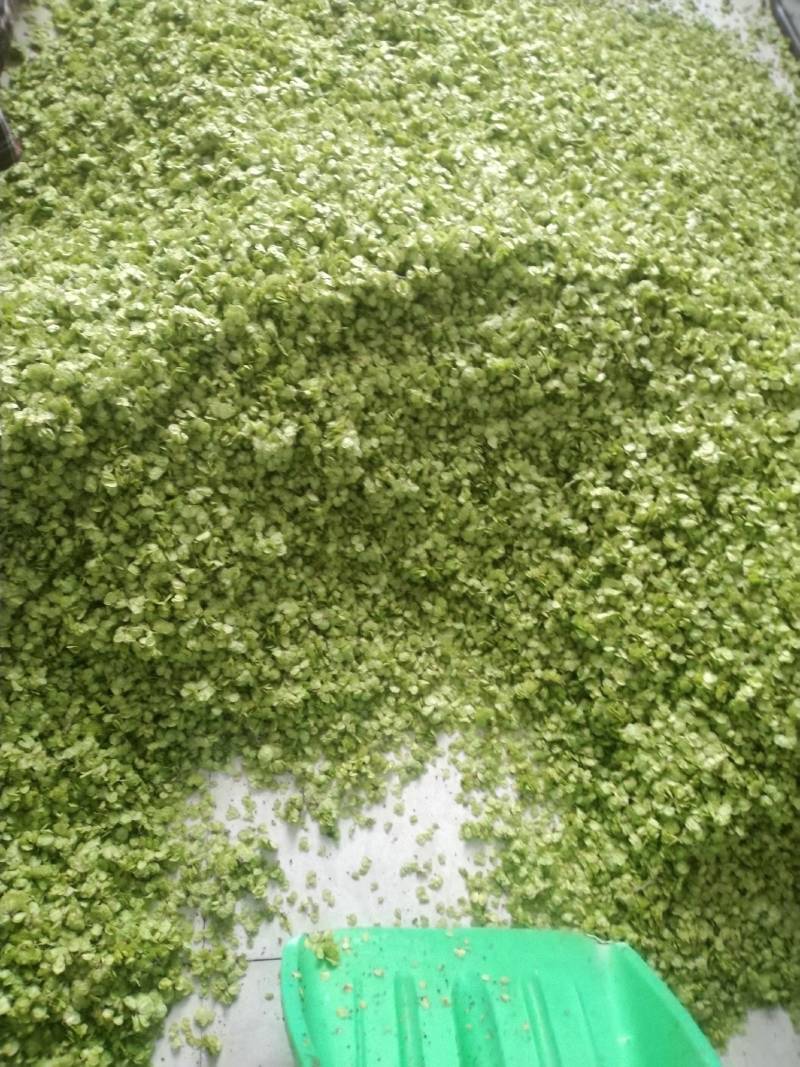 榆钱，野菜，特菜，产地直供，量大从优！五十斤起批