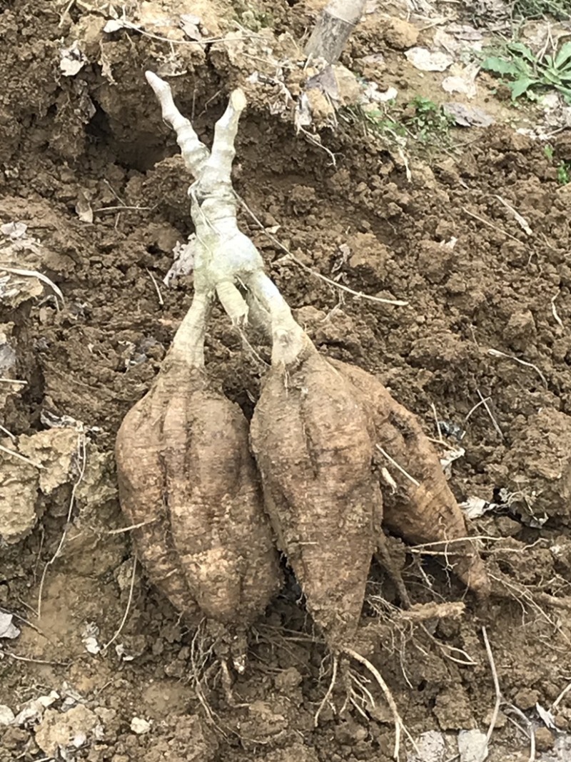 葛根种苗免费技术指导广西无渣粉葛种苗高产粉葛苗