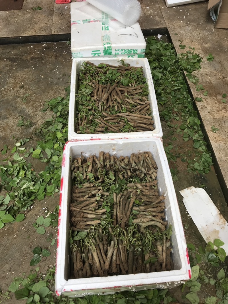 葛根种苗免费技术指导广西无渣粉葛种苗高产粉葛苗