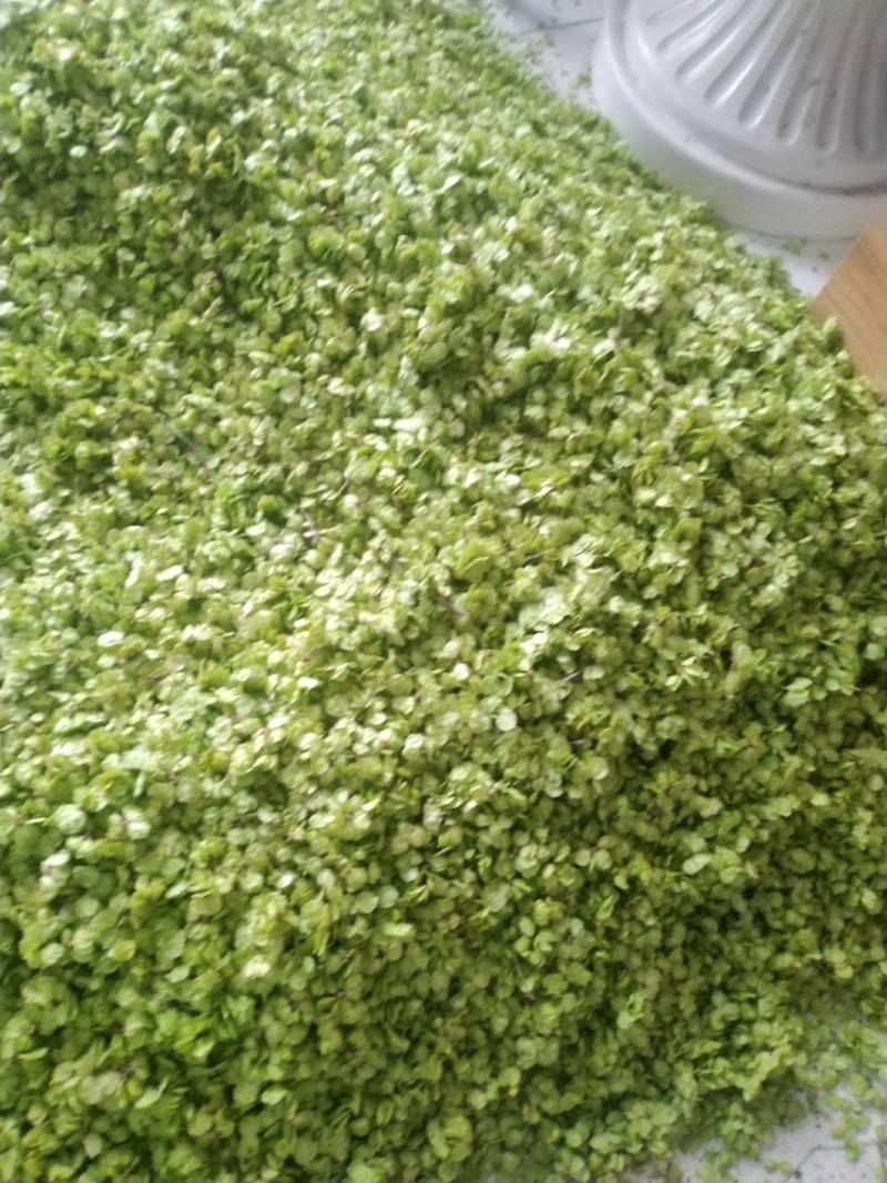 榆钱，野菜，特菜，产地直供，量大从优！五十斤起批