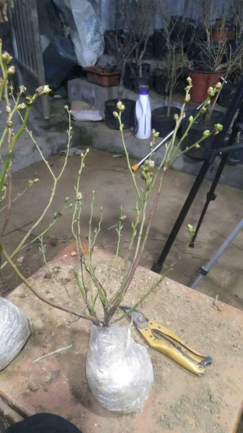 蓝莓苗子，莱克西，薄雾，绿宝石，2年苗子，3年苗子。
