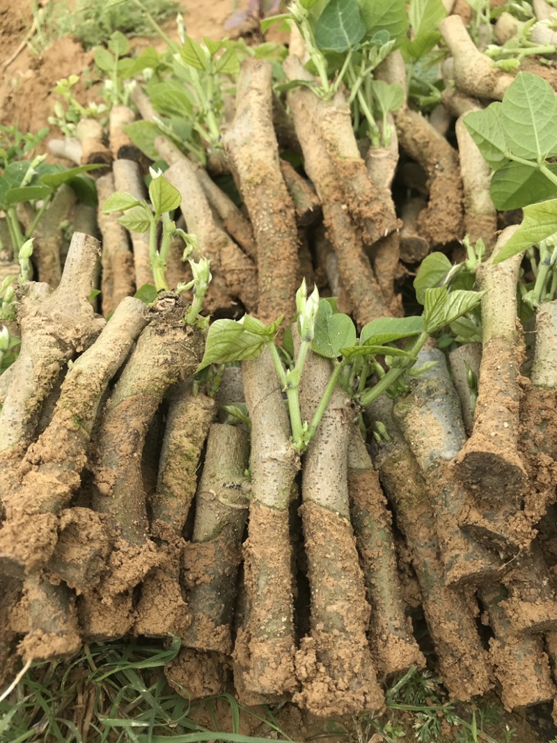 粉葛种苗葛根种苗送种植技术跟踪指导